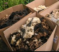 Schafwolle Rohwolle Wolle organischer Dünger Permakultur Mulch Nordrhein-Westfalen - Windeck Vorschau
