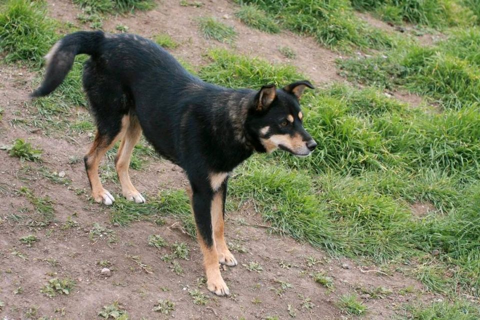 Joey - Schönheit auf der Suche nach dem großen Glück in Rastede