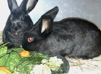 Tierschutzverein Ostprignitz-Ruppin, 2 Kaninchen suchen Zuhause Brandenburg - Fehrbellin Vorschau