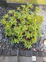 Rhododendron Nordrhein-Westfalen - Hemer Vorschau