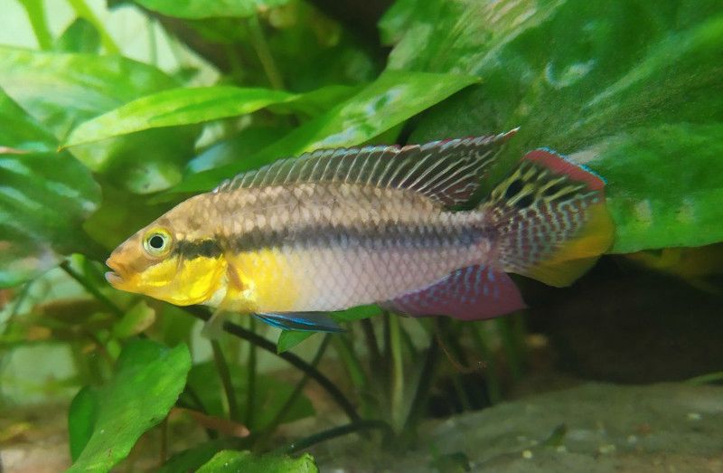 Pelvicachromis subocellatus matadi, Augenfleck-Prachtbarsch in Oberthal