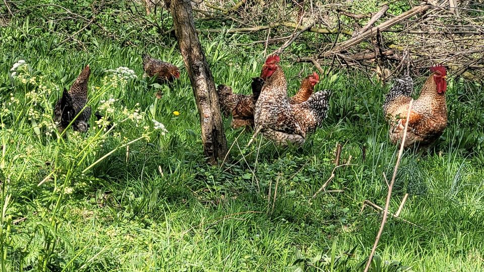 Bielefelder Kennhuhn in Heinsberg