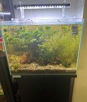 Sera Scaper Cube 48 Liter Aquarium 40x40x30cm + Unterschrank Niedersachsen - Wittingen Vorschau