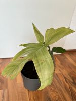 Philodendron Florida Ghost Nordrhein-Westfalen - Bottrop Vorschau