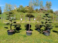 Pinus Kiefer Gartenbonsai Formgehölze Formschnitt Japangarten Bayern - Bogen Niederbay Vorschau