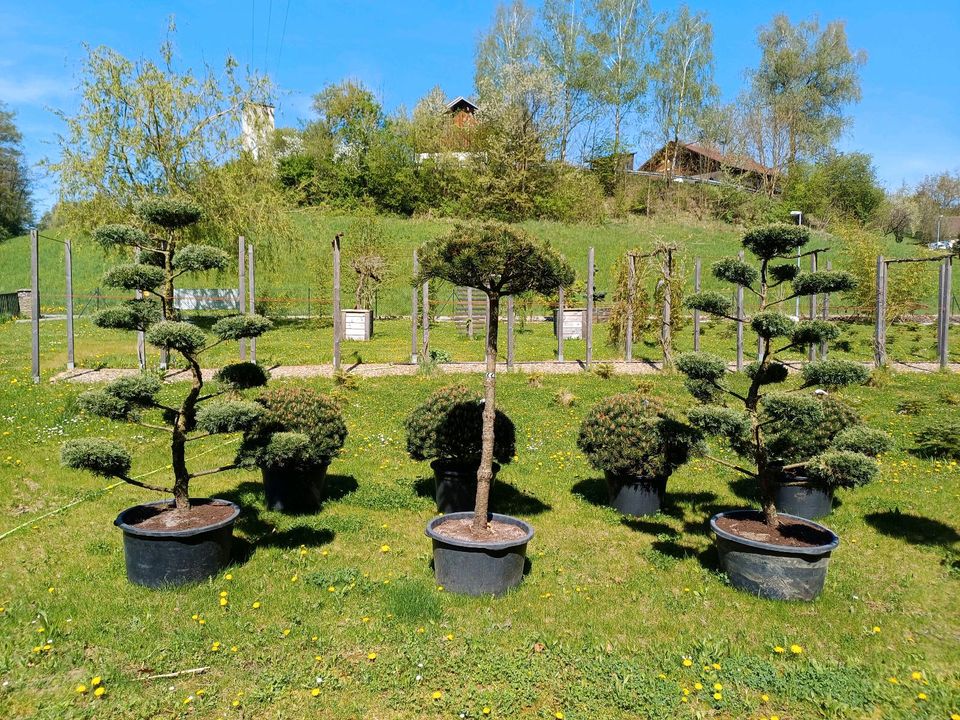 Pinus Kiefer Gartenbonsai Formgehölze Formschnitt Japangarten in Bogen Niederbay