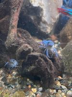Blaue Floridakrebse (ca. 1 Monat alt) Aquarium Fische Rostock - Schmarl Vorschau
