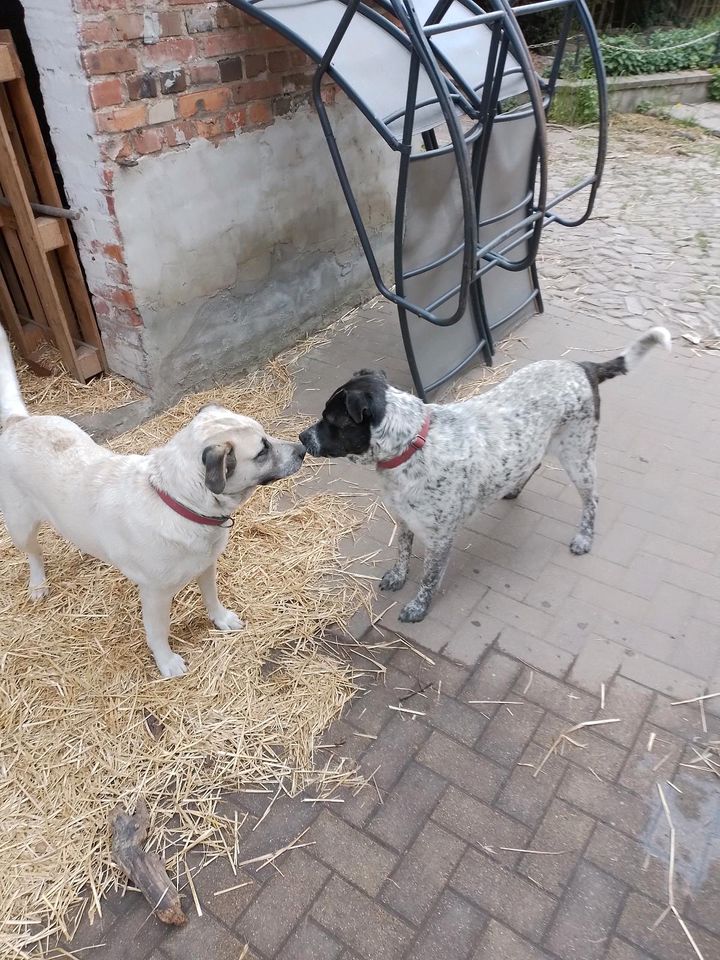 Betty&Alba, wohlerzogen & gehorsam in Wackersleben