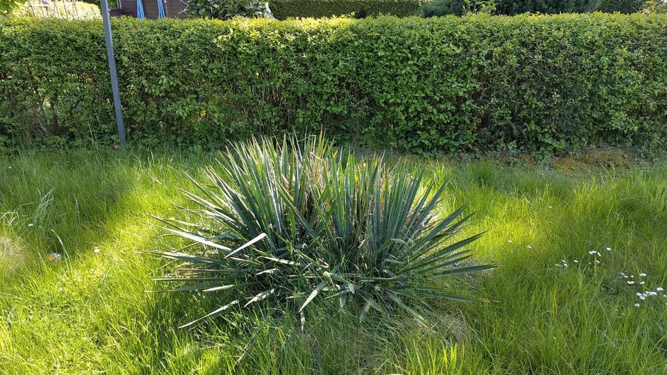 Große Yucca abzugeben in Leipzig