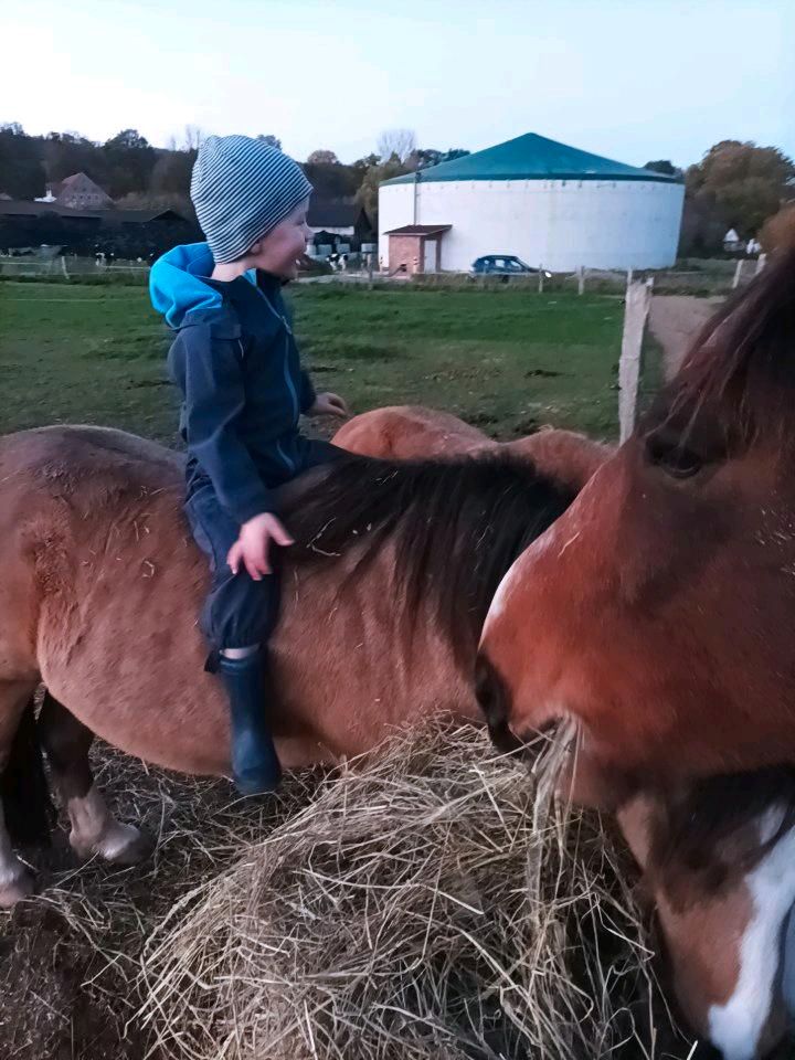 Pflegebeteiligung Welsh A Pony in Melle