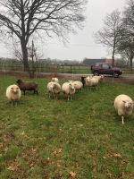 Schaf oder Rinderweide in Flachsmeer und Umgebung gesucht Niedersachsen - Westoverledingen Vorschau