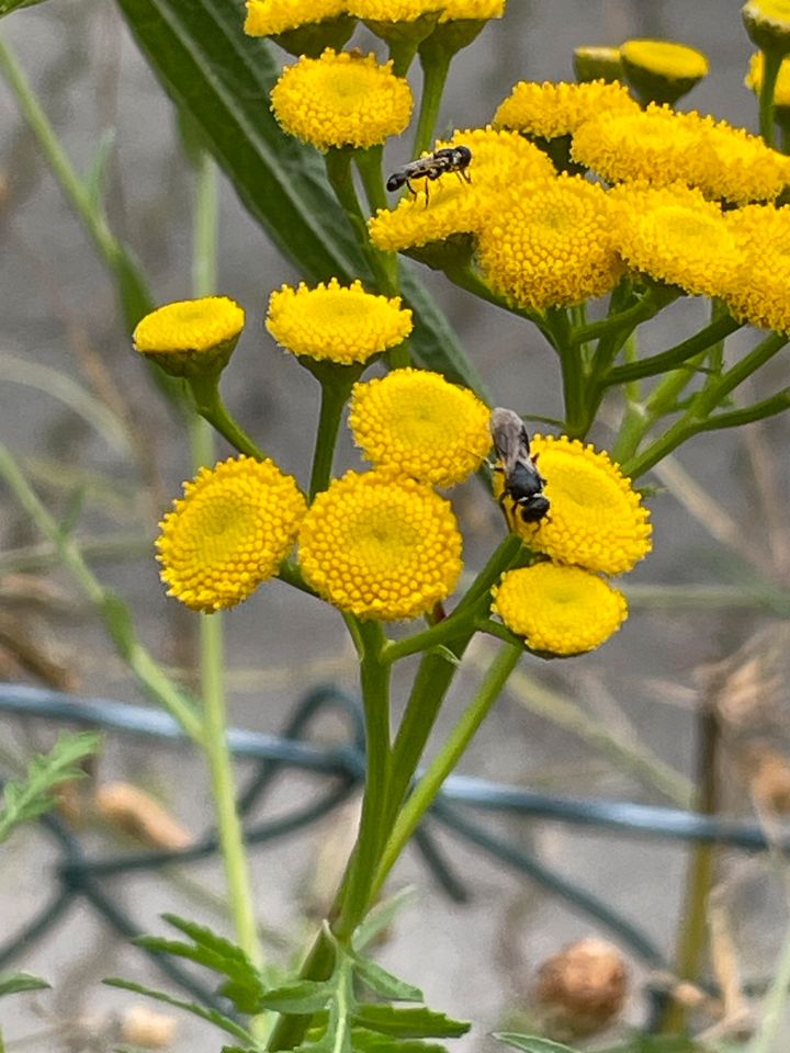 30 Samen Rainfarn, Wildblume, Insekten, Bienen in Baldham