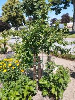 1 Stück Apfelbaum, Spalierobst, Spalierbaum, Sorte: Malus James G Nordrhein-Westfalen - Rüthen Vorschau
