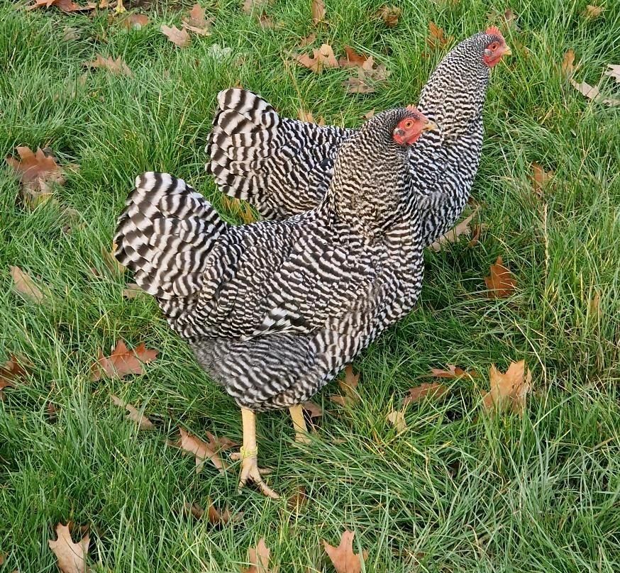 Amrock Bruteier, Zuchttiere, Zweinutzungsrasse in Morschen