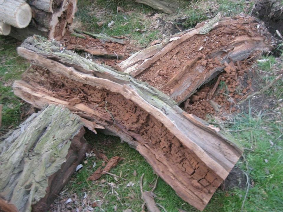 Baum-Gutachten, Baumkontrolle, Verkehrssicherheitsgutachten in Wiesenburg/Mark