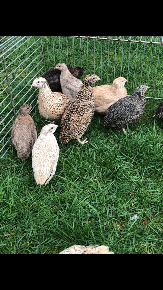 Wachteln,Legewachteln,Wachtelhennen,bunte Wachteln in Warendorf