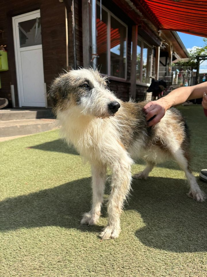 Sanfter HARIBALD ❤️ aus dem Tierschutz sucht seine Familie in Möckern