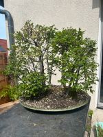 Ulmenwald Bonsai Baden-Württemberg - Hirschberg a.d. Bergstr. Vorschau