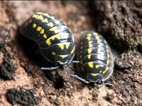 ♡ Armadillidium gestroi Rollasseln Asseln ♡ Brandenburg - Hennigsdorf Vorschau