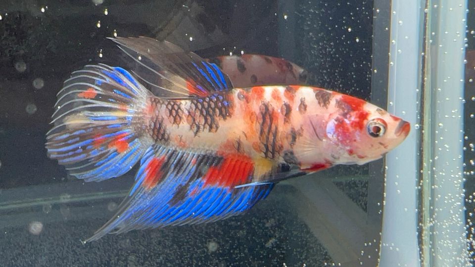 Betta splendens in Essen