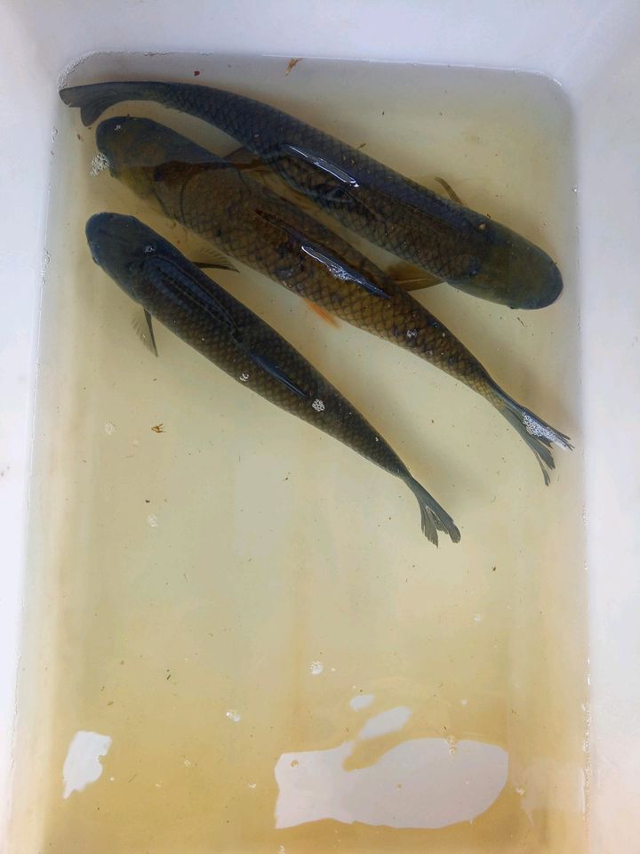 Graskarpfen - große mehrjährige Fische 40/50 cm & 50/60 cm in Moisburg