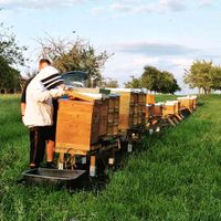 Buckfast Bienenvölker und Ableger auf Zander und Dadant Baden-Württemberg - Waiblingen Vorschau
