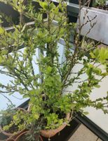 Kerngesunder Hibiskus Pflanze ca. 1,10 m Essen - Essen-Kettwig Vorschau