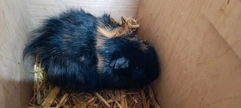 Meerschweinchen aus der Notstation, Baby - 5 Jahre in Magdeburg