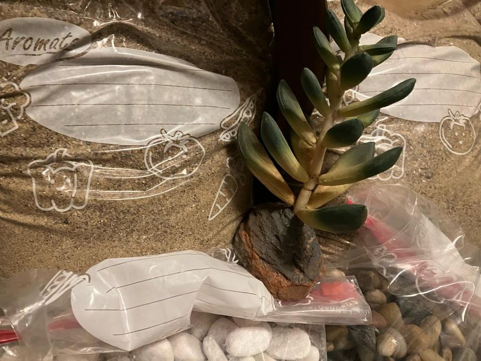 Deko für Terrarium / Formicarium in Waltrop