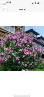 Echter Roseneibisch Hibiskus rosa Malve Ableger Steckling Düsseldorf - Niederkassel Vorschau