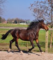 Alt-Oldenburger,Schweres Warmblut, Hengst,2jährig zu verkaufen Niedersachsen - Moormerland Vorschau