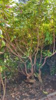 2 kräftige Rhododendren zu verschenken Eimsbüttel - Hamburg Stellingen Vorschau