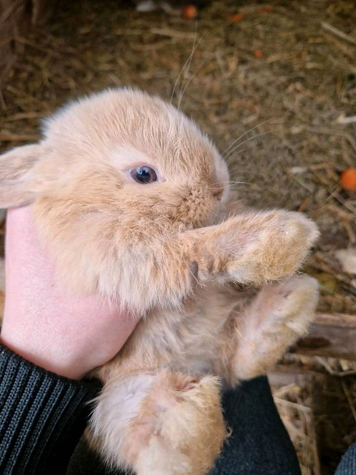 Mini Lop Hasen Abzugeben (reinrassig) in Augustusburg