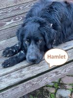Tierschutz - Hamlet sucht ein liebevolles Zuhause! Bremen - Woltmershausen Vorschau
