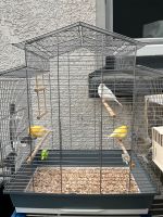3 Kanarienvögel mit Käfig abzugeben Essen - Altenessen Vorschau