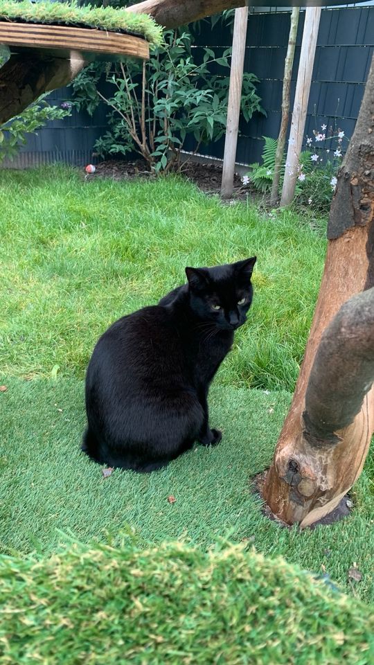 Kater GROBI noch immer vermisst in Duisburg