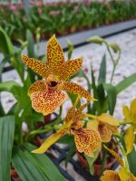Orchidee Propetalum Bayern - Schwaig Vorschau