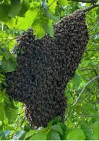 Bienen Schwarm Schwarmzeit Bienenvolk Bielefeld - Brackwede Vorschau