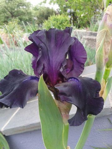 Iris / Schwertlilie tiefdunkel- lila in Bous