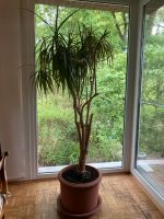 Großer Drachenbaum (Zimmerpflanze) + Terracotta Topf Hannover - Bothfeld-Vahrenheide Vorschau