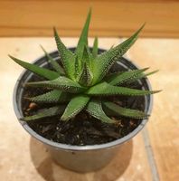 Haworthia concolor Rheinland-Pfalz - Hauptstuhl Vorschau