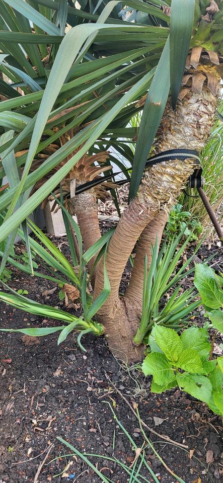 Bewurzelte Ableger Gartenyucca, Yucca in Herne