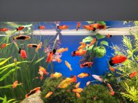 Platy Platies Aquarium Fisch Fische Niedersachsen - Bad Harzburg Vorschau