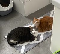 zwei liebevoll verschmuste Katzen Brandenburg - Spreenhagen Vorschau