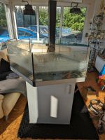 Paludarium Aquaterrarium Eheim Professional 4+ Filter Bayern - Sontheim Vorschau