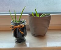 Aloe Vera Pflanze in Glas oder Topf Bayern - Wildflecken Vorschau