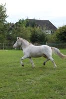 Reitbeteiligung, K Pony sucht Niedersachsen - Lauenbrück Vorschau