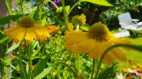 Helenium Sonnenbraut Mischung Blumensamen 150 Samen Niedersachsen - Wilhelmshaven Vorschau