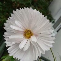 Cosmea- doppelt gefüllt_ in zartem Weiß_mit 1Hauch Rosè_Samen_!!! Rostock - Kröpeliner-Tor-Vorstadt Vorschau