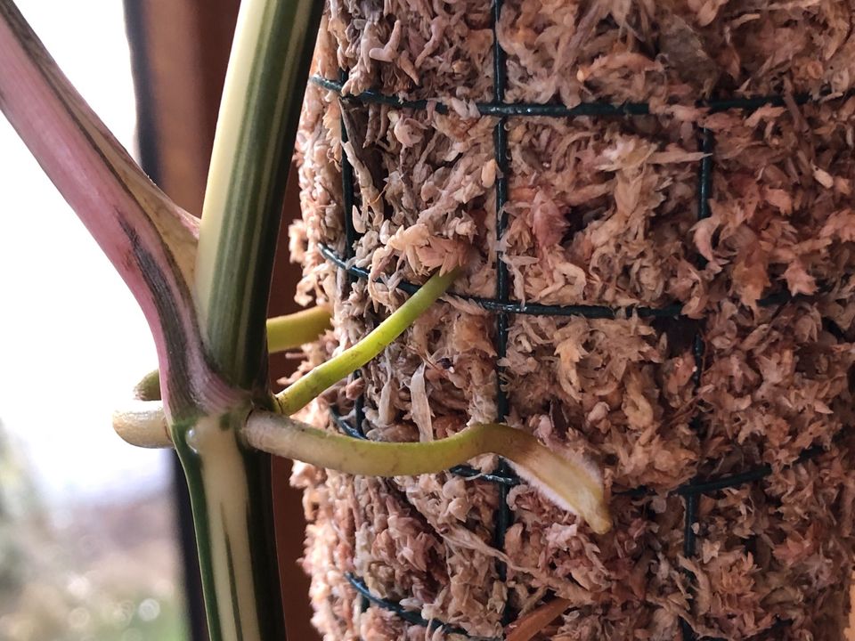 Moosstäbe für Philodendron Monstera Variegata Syngonium Hoya in Osnabrück